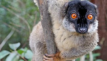 Madagascar 2021 : NL-begeleide 16-daagse rondreis