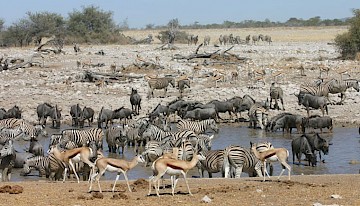 Etosha National park