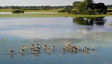 Okavango delta & Moremi