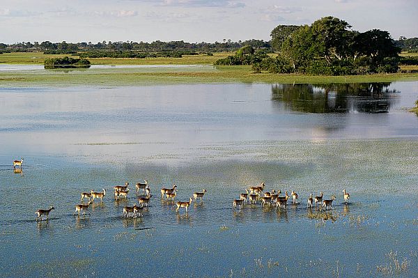 Okavango delta & Moremi