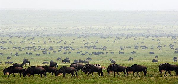 De Serengeti
